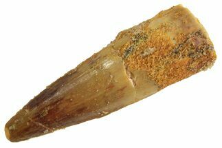 Juvenile Fossil Spinosaurus Tooth - Real Dinosaur Tooth #299125