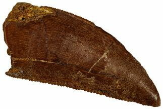 Serrated, Raptor Tooth - Real Dinosaur Tooth #296160