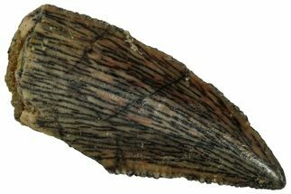 Serrated, Raptor Tooth - Real Dinosaur Tooth #296166