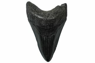 Fossil Megalodon Tooth - South Carolina #299432