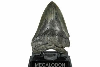 Serrated, Fossil Megalodon Tooth - South Carolina #299438