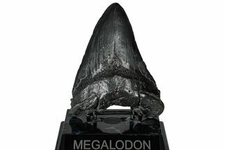 Fossil Megalodon Tooth - South Carolina #299439