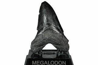 Bargain, Fossil Megalodon Tooth - South Carolina #299441