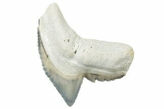 Fossil Tiger Shark (Galeocerdo) Tooth - Bone Valley, Florida #299578