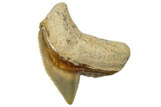 Fossil Tiger Shark (Galeocerdo) Tooth - Bone Valley, Florida #299583