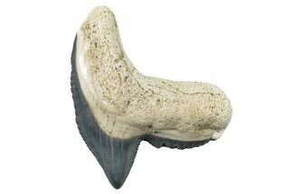 Fossil Tiger Shark (Galeocerdo) Tooth - Bone Valley, Florida #299590