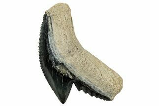 Fossil Tiger Shark (Galeocerdo) Tooth - Bone Valley, Florida #299596