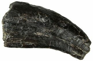 Partial Tyrannosaur Tooth - Two Medicine Formation #299680