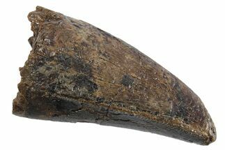 Serrated, Fossil Tyrannosaurus (Trex) Premax Tooth - Wyoming #299751