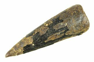 Cretaceous Fossil Crocodilian Tooth - Wyoming #299787