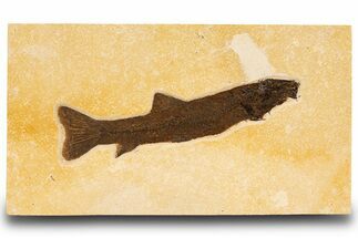 Uncommon Fossil Fish (Notogoneus) - Wyoming #299813