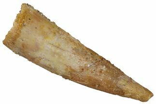 Fossil Pterosaur (Siroccopteryx) Tooth - Morocco #299733