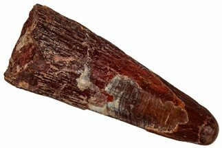 Fossil Pterosaur (Siroccopteryx) Tooth - Morocco #299792