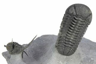 Spiny Cyphaspis Trilobite With Morocops - Top Quality Preparation #299846