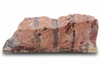 Polished Kona Dolomite Section - Michigan #299945