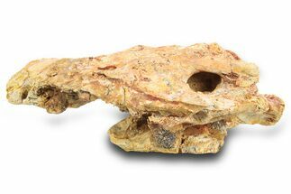 Fossil Bony Fish (Palaeonotopterus) Skull w/ Mouth Plate -Morocco #300003