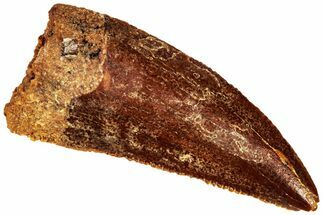 Raptor Tooth - Real Dinosaur Tooth #295812