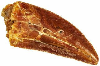 Raptor Tooth - Real Dinosaur Tooth #295824