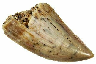 Serrated, Raptor Tooth - Real Dinosaur Tooth #296198