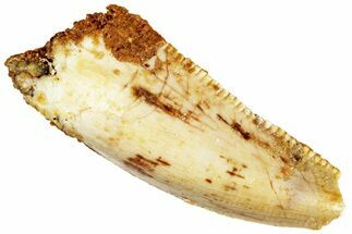 Bargain Raptor Premaxillary Tooth - Real Dinosaur Tooth #296224