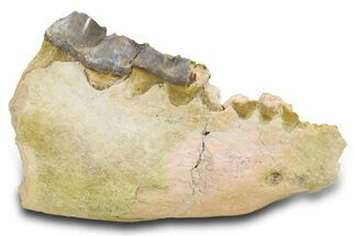 Fossil Titanothere (Megacerops) Jaw - South Dakota #300031