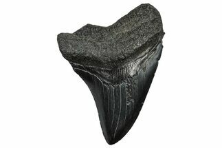 Fossil Megalodon Tooth - South Carolina #300199