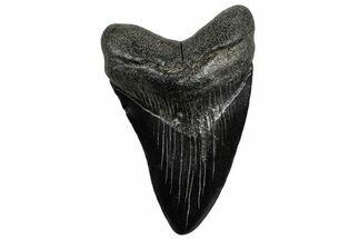 Fossil Megalodon Tooth - South Carolina #300205