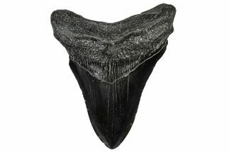 Fossil Megalodon Tooth - South Carolina #300206