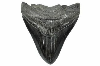 Serrated, Fossil Megalodon Tooth - South Carolina #300209