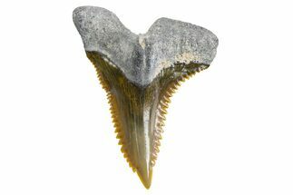 Fossil Shark Tooth (Hemipristis) - Bone Valley, Florida #299472