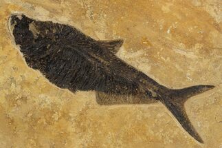 Fossil Fish (Diplomystus) on Colorful Rock - Wall Mount #300283