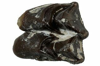 Fossil Oreodont (Merycoidodon) Molar - South Dakota #300260