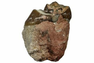 Fossil Oreodont (Merycoidodon) Molar - South Dakota #300265