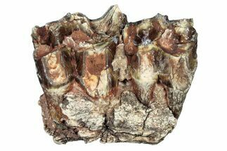 Fossil Oreodont (Merycoidodon) Jaw Section - South Dakota #300354