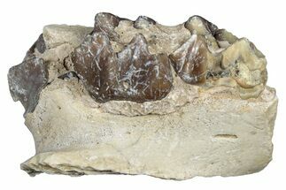 Fossil Oreodont (Merycoidodon) Jaw Section - South Dakota #300362