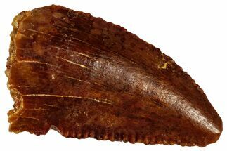 Serrated Raptor Tooth - Real Dinosaur Tooth #299704