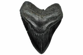 Fossil Megalodon Tooth - South Carolina #300224