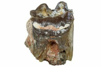 Fossil Running Rhino (Hyracodon) Tooth - South Dakota #300427