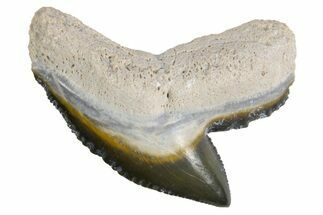 Fossil Tiger Shark (Galeocerdo) Tooth - Bone Valley, Florida #299500
