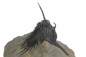 モロッコの土器 : Muntkidy