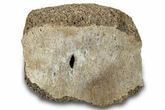 Dinosaur (Triceratops) Bone Section - Montana #300447