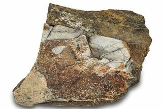 Dinosaur (Triceratops) Bone Section - Montana #300457