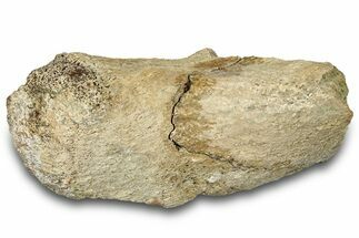 Dinosaur (Triceratops) Bone Section - Montana #300465