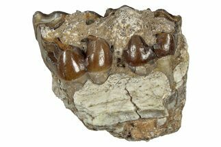 Fossil Oreodont (Merycoidodon) Jaw Section - South Dakota #300344