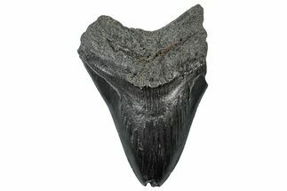 Bargain, Fossil Megalodon Tooth - South Carolina #300150