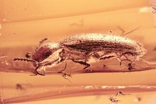 Detailed Fossil Click Beetle (Elateridae) in Baltic Amber #300660