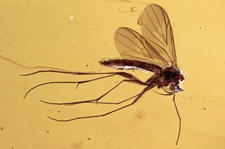 Detailed Fossil Fungus Gnat (Keroplatidae) In Baltic Amber #300701