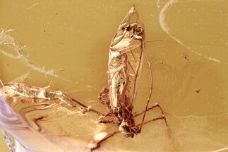 Detailed Fossil Winged Aphid (Drepanosiphidae) In Baltic Amber #300724