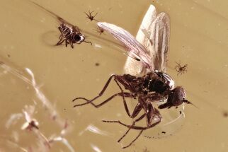 Fossil Dance Fly, Biting Midge, and Beetle Larva In Baltic Amber #300735