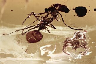 Fossil Ant (Formicidae) and Spider (Araneae) In Baltic Amber #300739